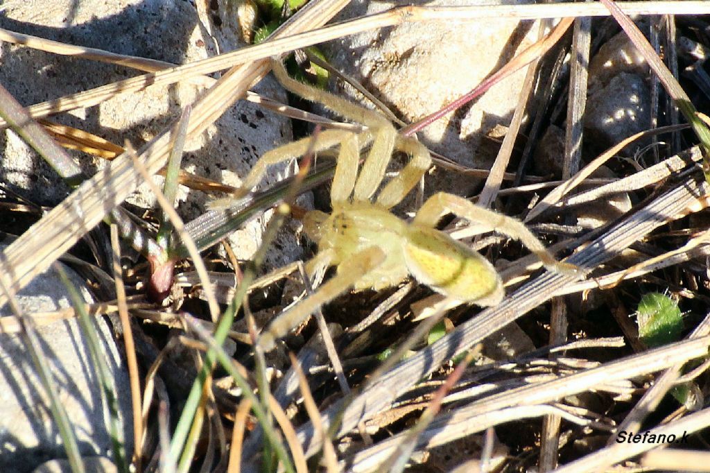 Micrommata virescens - Padriciano (TS)